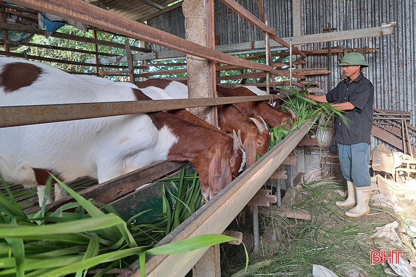 Lão nông ở Nghi Xuân chia sẻ bí quyết làm giàu từ nuôi dê Boer