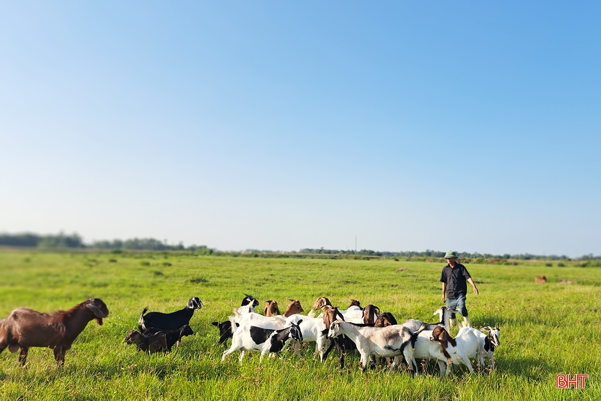 Lão nông ở Nghi Xuân chia sẻ bí quyết làm giàu từ nuôi dê Boer