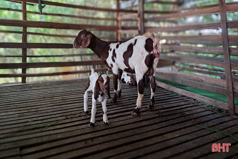 Lão nông ở Nghi Xuân chia sẻ bí quyết làm giàu từ nuôi dê Boer