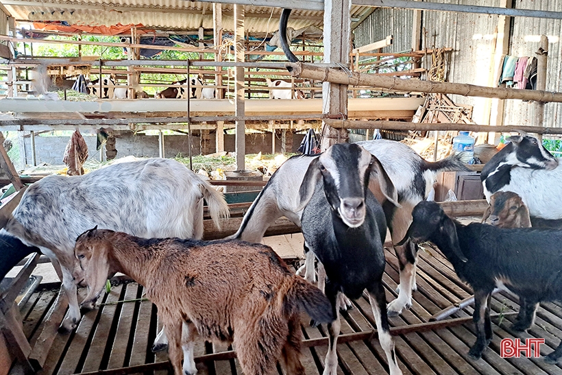 Lão nông ở Nghi Xuân chia sẻ bí quyết làm giàu từ nuôi dê Boer