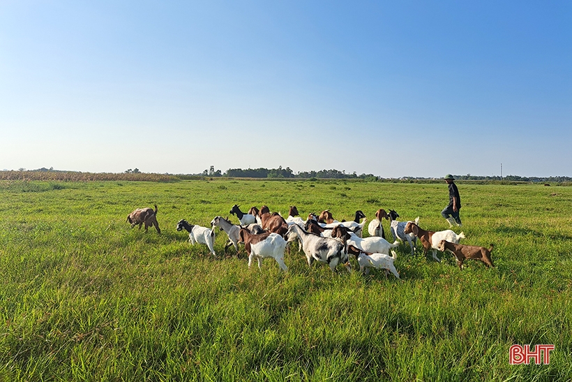 Lão nông ở Nghi Xuân chia sẻ bí quyết làm giàu từ nuôi dê Boer