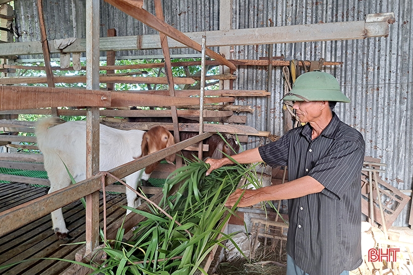 Lão nông ở Nghi Xuân chia sẻ bí quyết làm giàu từ nuôi dê Boer