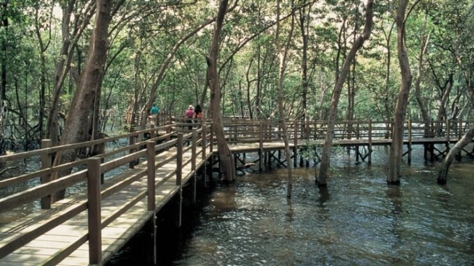 Lối đi bằng cầu gỗ xuyên qua rừng ngập mặn tại Sungei Buloh Wetland Reserve. Ảnh: Visit Singapore