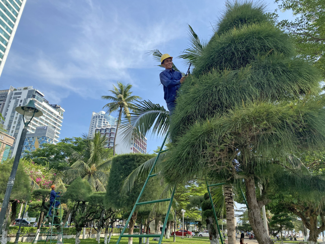 Cắt tỉa cây cảnh tại khu vực công viên bờ biển.