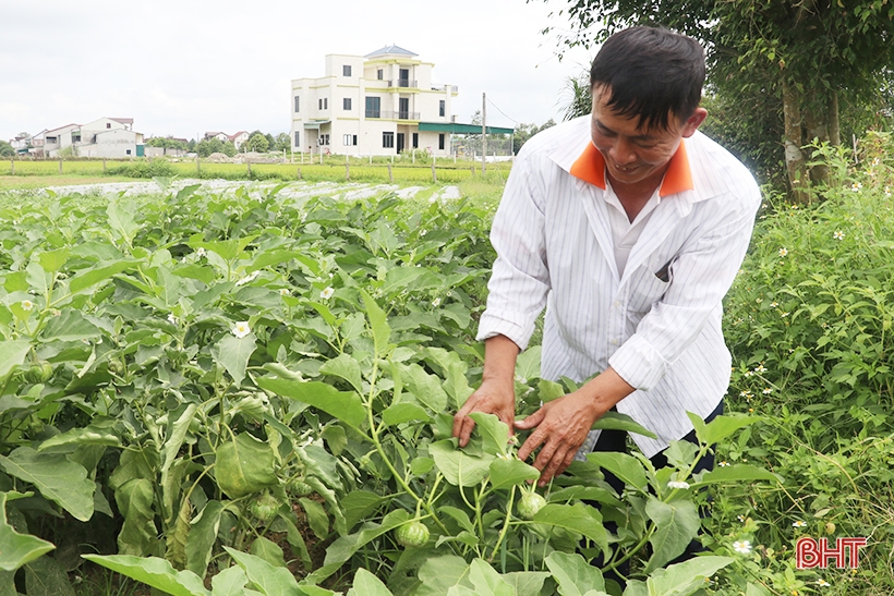 Cà dừa được giá, nông dân Thạch Liên phấn khởi thu hoạch