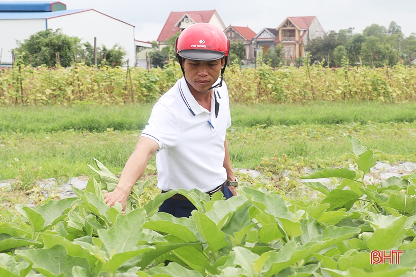 Cà dừa được giá, nông dân Thạch Liên phấn khởi thu hoạch