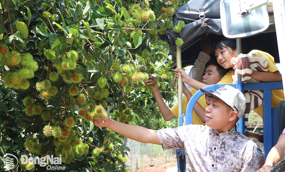 Du khách tham quan vườn trái cây tại xã Bình Lộc (TP.Long Khánh)