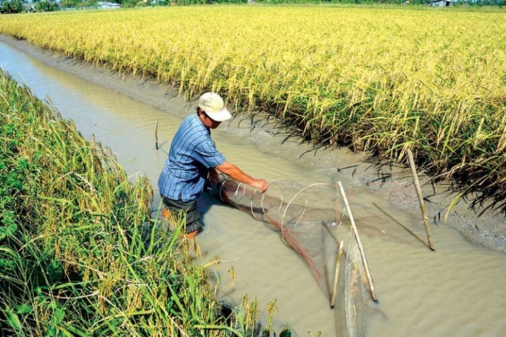 Mô hình sản xuất tôm - lúa hiệu quả ở Kiên Giang - 2