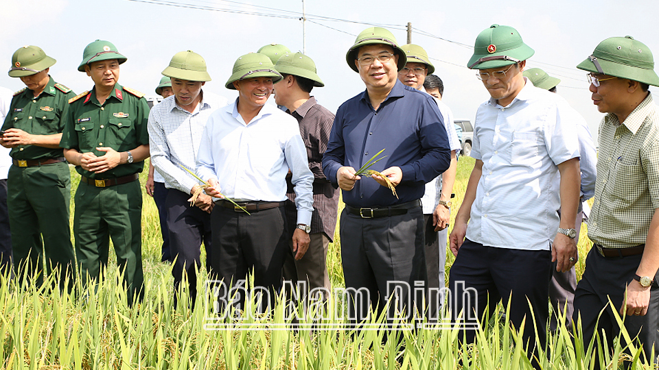 Đồng chí Bí thư Tỉnh ủy Phạm Gia Túc và đoàn công tác thăm cánh đồng lúa xã Yên Khang (Ý Yên).
