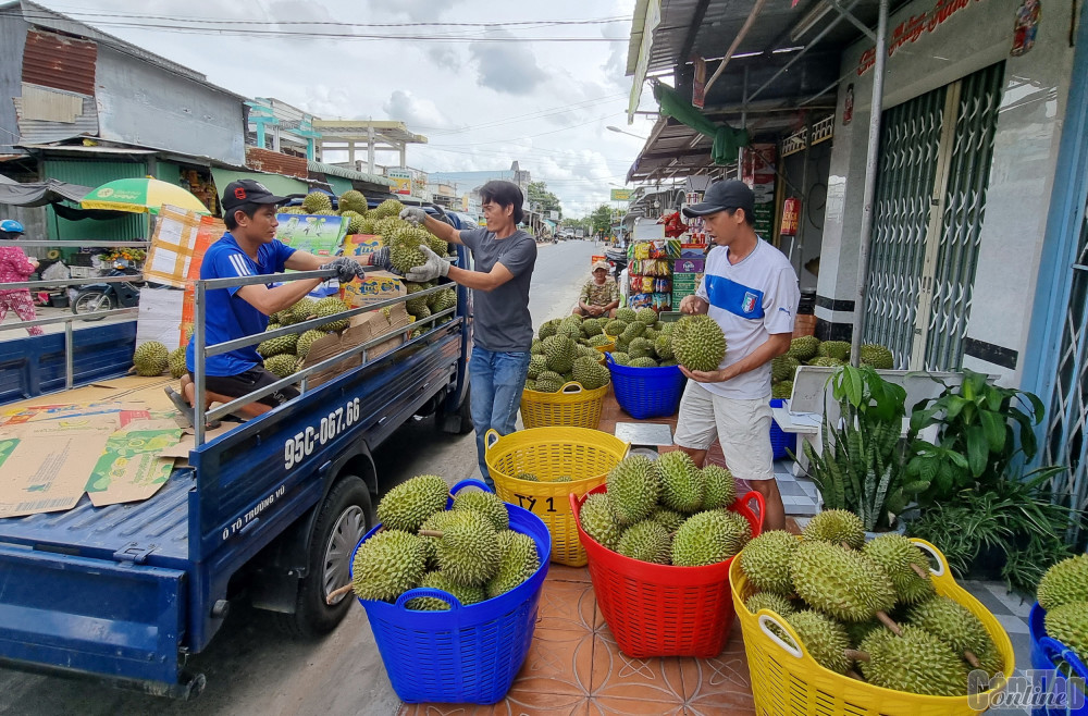 Nhiều  doanh nghiệp, vựa trái cây tại  TP Cần Thơ và thương lái từ các tỉnh, nhất là từ tỉnh Tiền Giang tập trung về huyện Phong Điền và các quận, huyện Ô Môn, Thới Lai... thu mua sầu riêng phục vụ xuất khẩu và chở đi các nơi tiêu thụ.