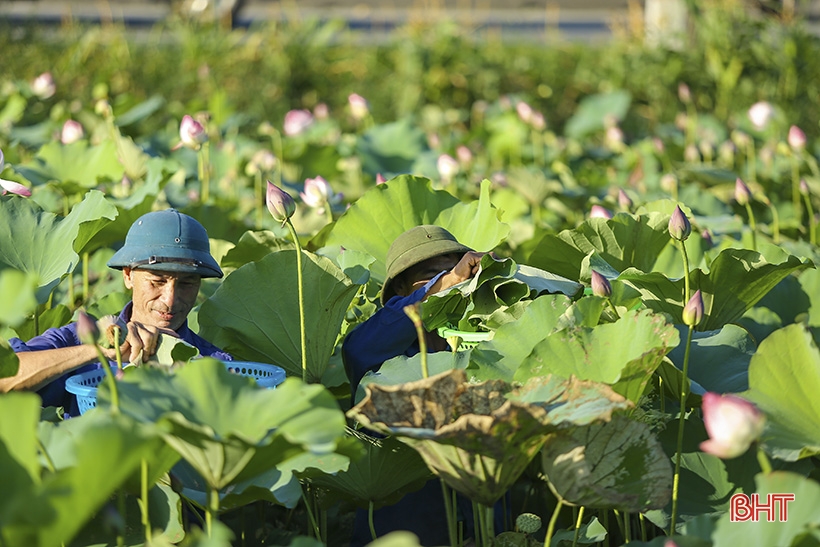 Ngắm hồ sen dược liệu của Nhà máy Đông dược Hà Tĩnh