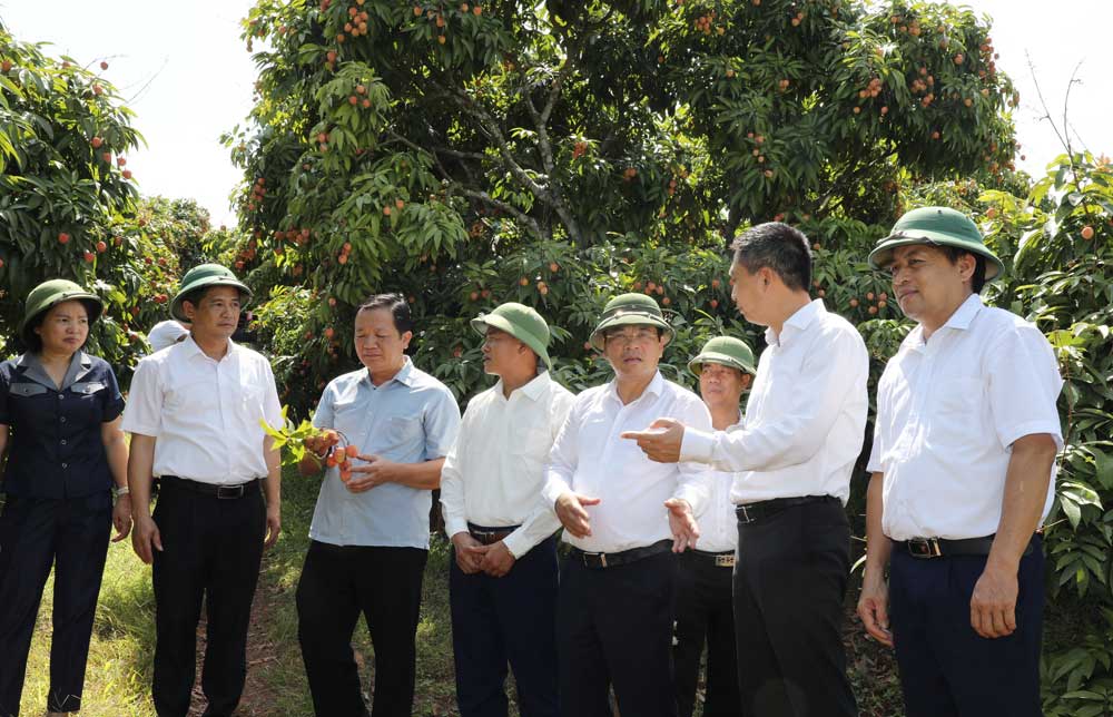 Bắc Giang, vải sớm, Tân Yên, tiêu thụ, xúc tiến.