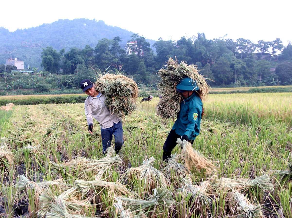 Khi chiều tà, người nông dân mới thu lúa về.
