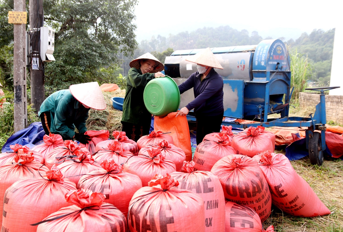 Năng suất lúa ước đạt 58,8 tạ/ha, đạt 106,5% so với kế hoạch của huyện, mang đến mùa vàng bội thu cho nông dân.
