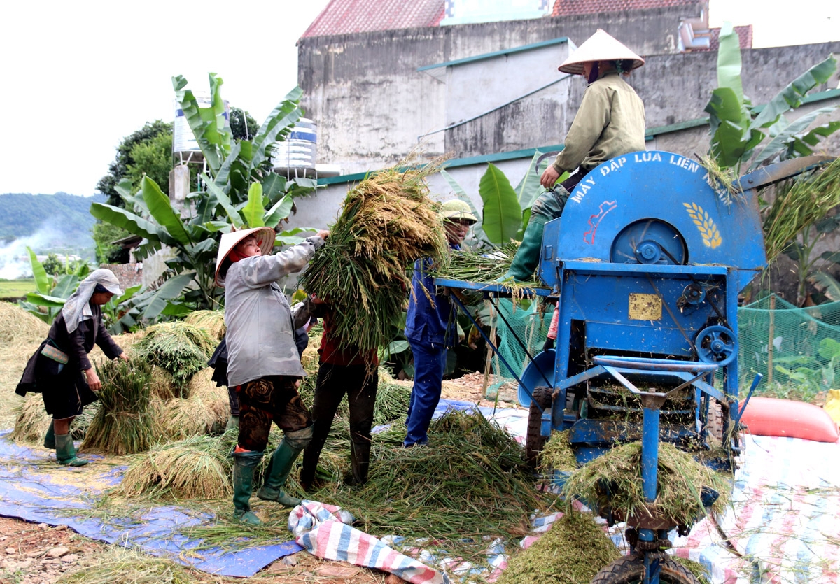 Tiếng máy tuốt rền vang cánh đồng, tạo nên vũ khúc rộn ràng mùa lúa chín.
