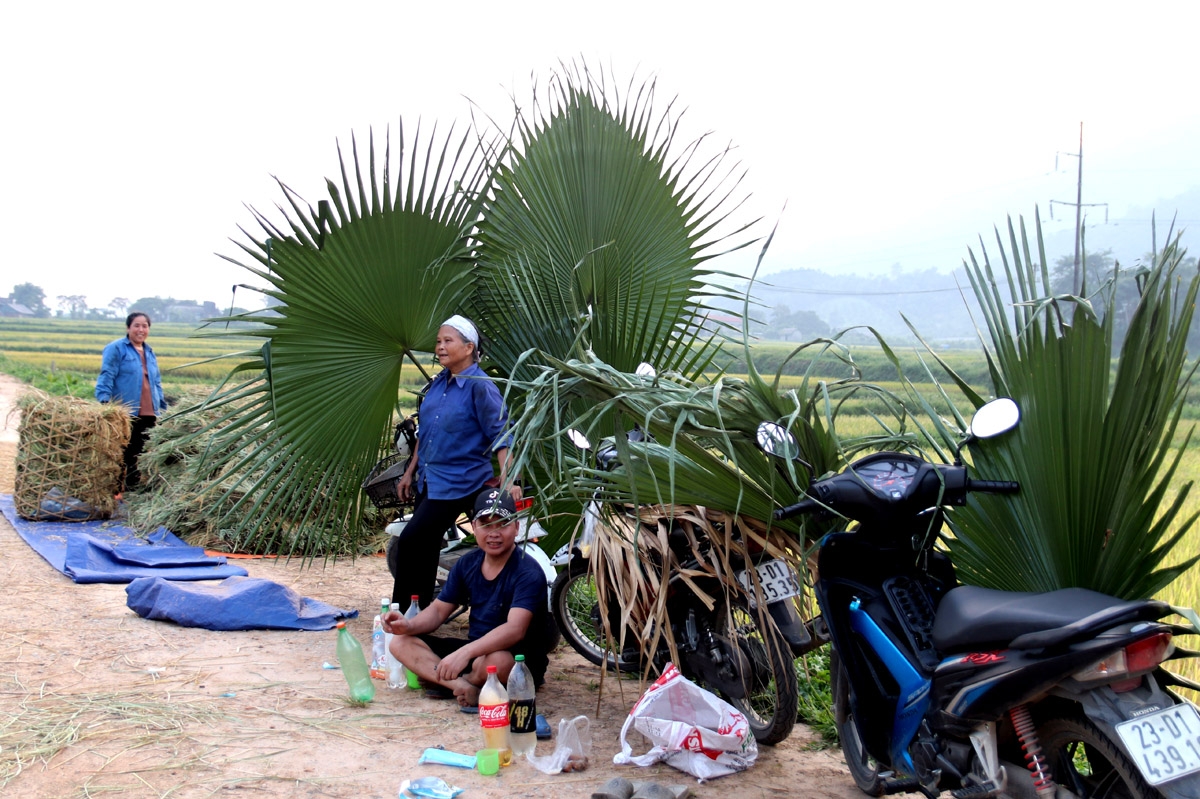 Những “bóng cây nhân tạo” giữa cánh đồng giúp người nông dân tái tạo sức lao động sau những giờ đổi mồ hôi lấy hạt thóc vàng.
