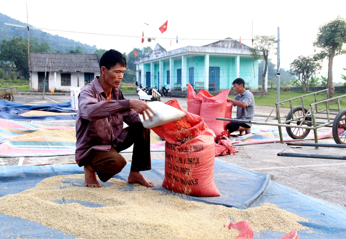 Thành quả trân quý, “một hạt thóc vàng chín giọt mồ hôi”.
