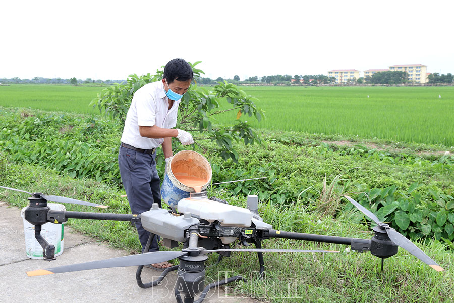 Tập trung phòng trừ bệnh đạo ôn cổ bông cho lúa xuân