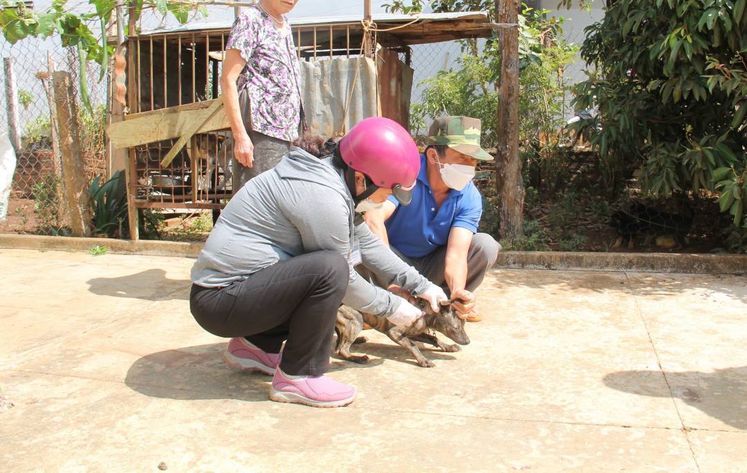 Tiêm phòng dại cho đàn chó nuôi tại huyện Cư Kuin.