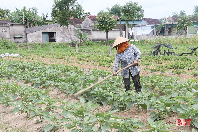 Cà dừa được giá, nông dân Thạch Liên phấn khởi thu hoạch