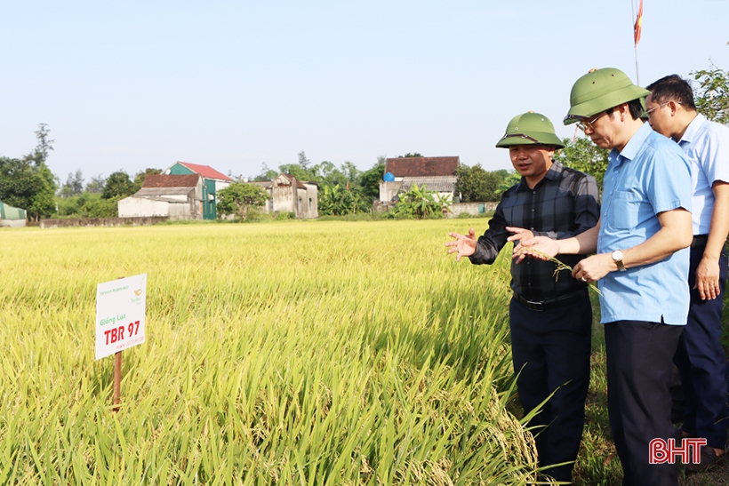 Cẩm Xuyên xác lập kỷ lục năng suất lúa xuân