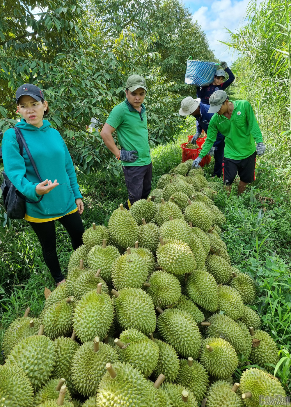 Thời điểm này, nhiều vườn sầu riêng đang bước vào thu hoạch rộ.