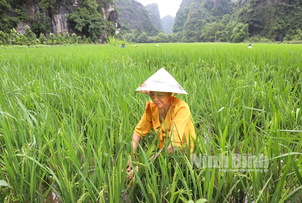 Cánh đồng lúa Tam Cốc sẽ chín đẹp trong Tuần Du lịch Ninh Bình