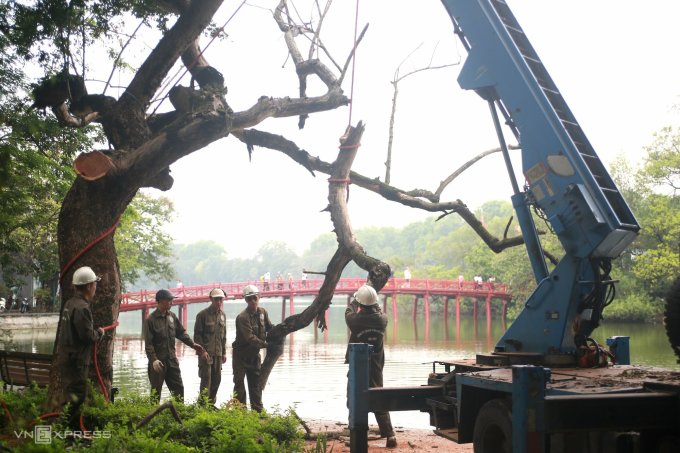 Nhân viên công ty cây xanh tiến hành chặt hạ sưa cạnh cầu Thê Húc. Ảnh: Việt An