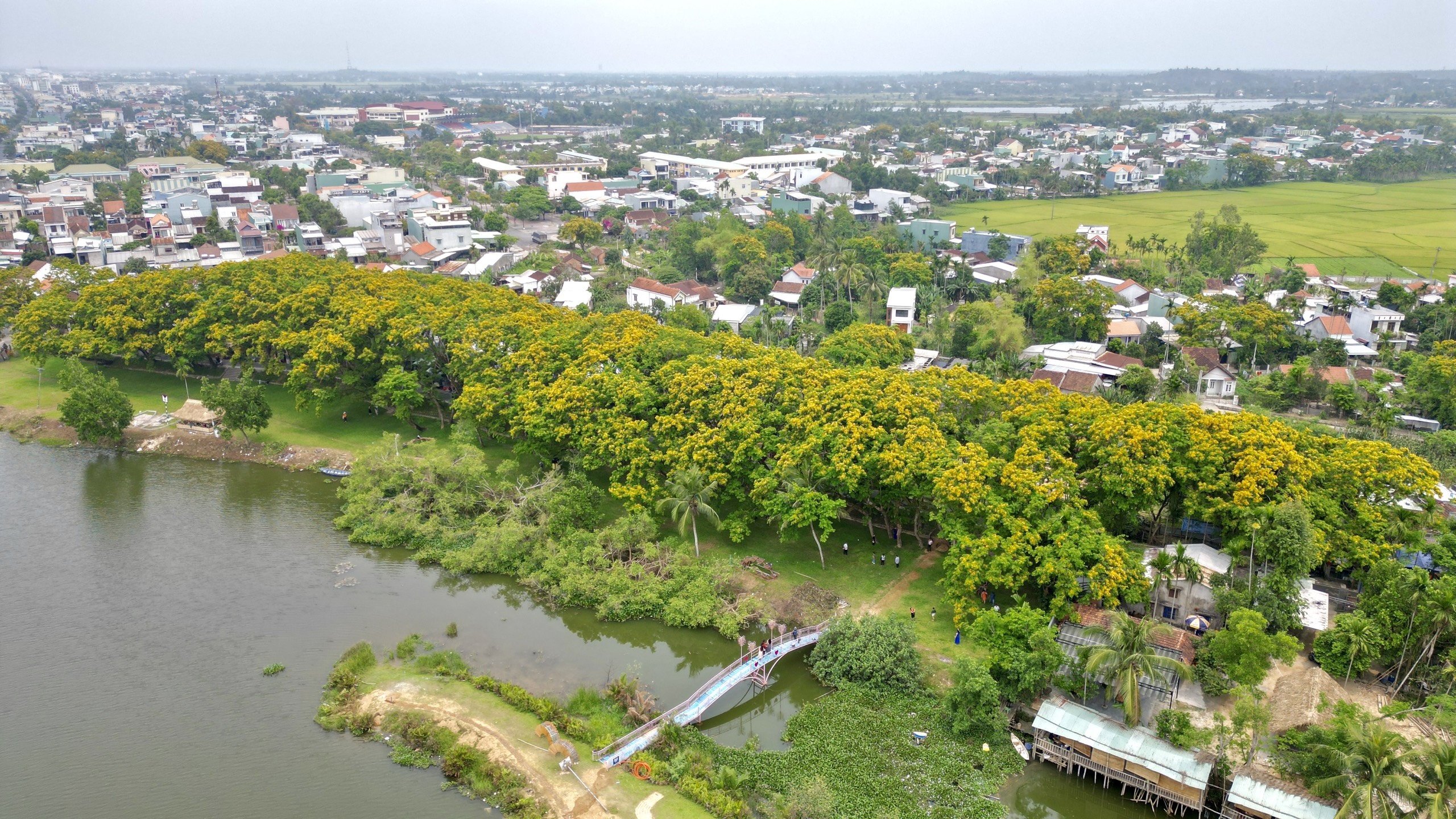 hoa sua Tam Ky anh 1