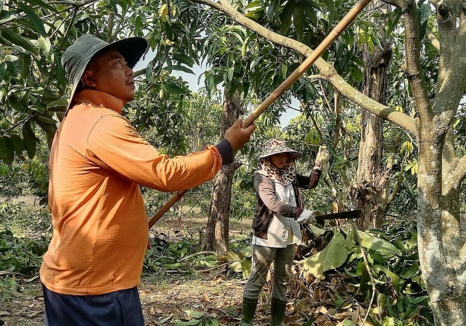 Vợ chồng chị Linh chăm sóc vườn xoài ở Định Quán. Ảnh: An Phương