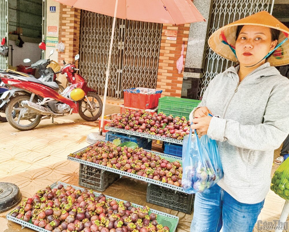 Do nguồn cung tăng khi bước vào mùa thu hoạch rộ, giá măng cụt đã giảm đáng kể so với trước. Trong ảnh: Măng cụt được bày bán tại một điểm kinh doanh trái cây trên địa bàn TP Cần Thơ.