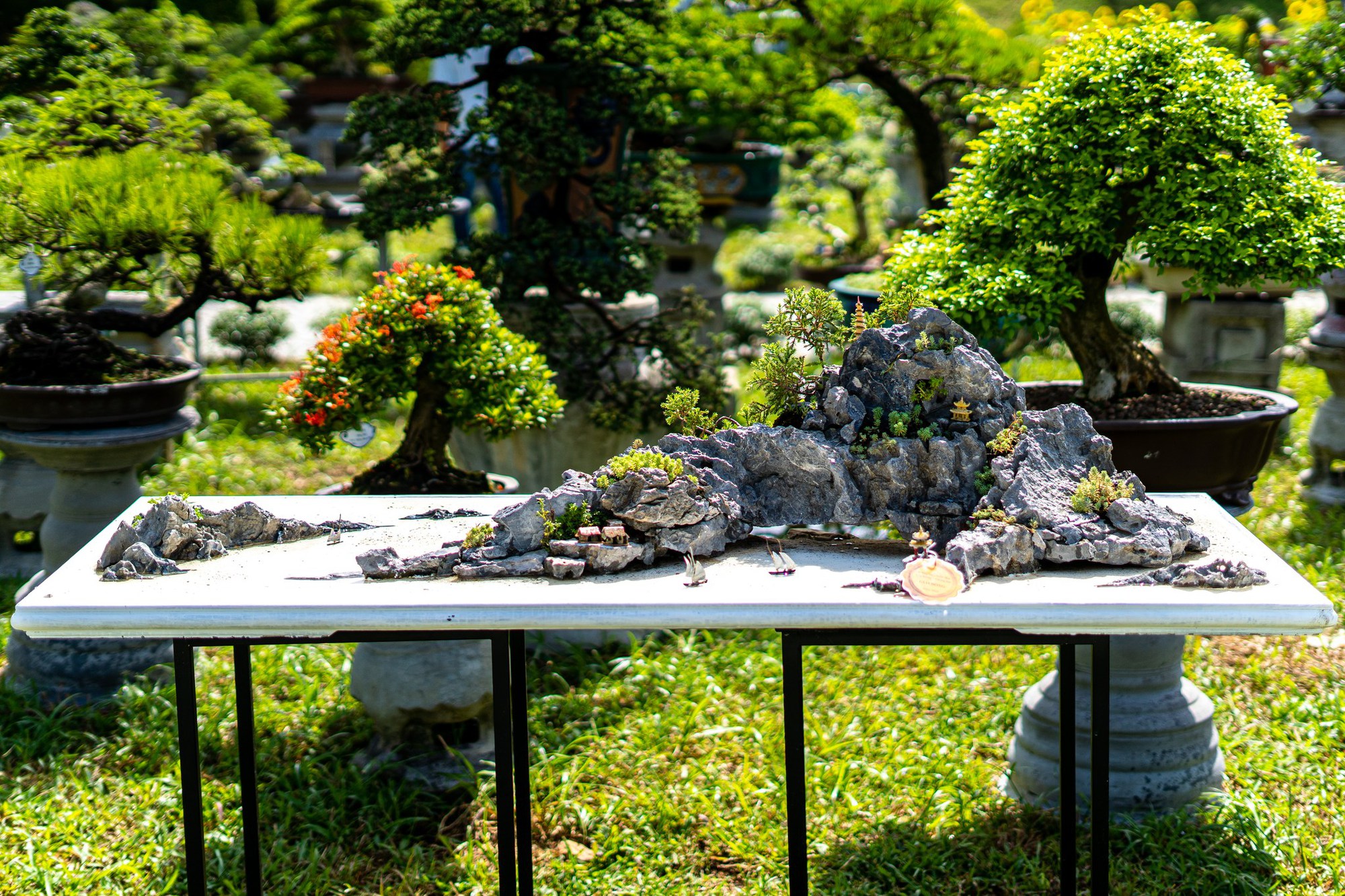 Đại nội Huế sẽ 'xả cổng' để người dân và du khách vào ngắm 'Bonsai' - Ảnh 1.