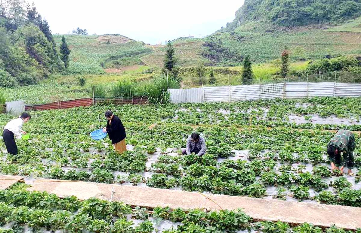 Người dân và khách du lịch thu mua và tham quan mô hình trồng Dâu tây của Đoàn KT - QP 313.
