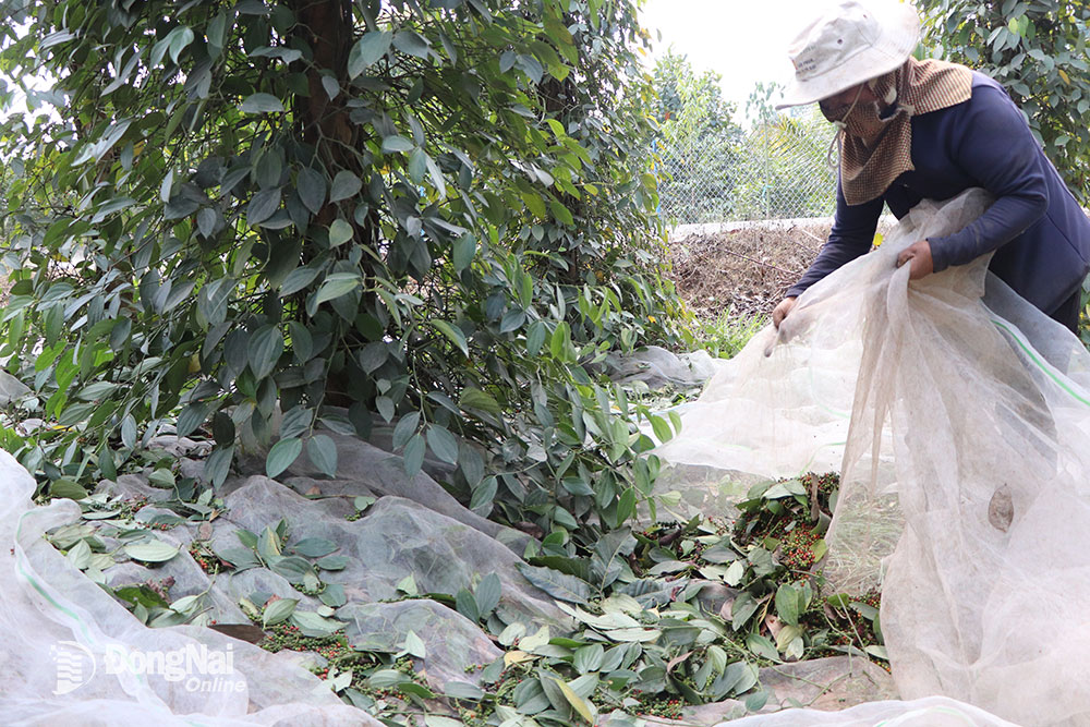 Nông dân xã Lâm San (H.Cẩm Mỹ) thu hoạch tiêu. Ảnh: B.Nguyên