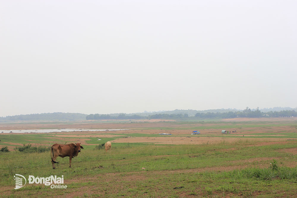 Lòng hồ Trị An cạn trơ đáy. Ảnh: B.Nguyên