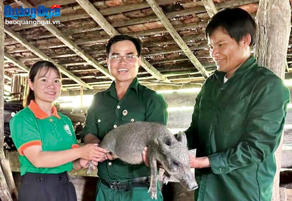 Hợp tác xã Nông nghiệp và Dịch vụ Sơn Liên (Sơn Tây) hỗ trợ heo ky giống cho thành viên hợp tác xã.  Ảnh: Phạm Thị Trầm