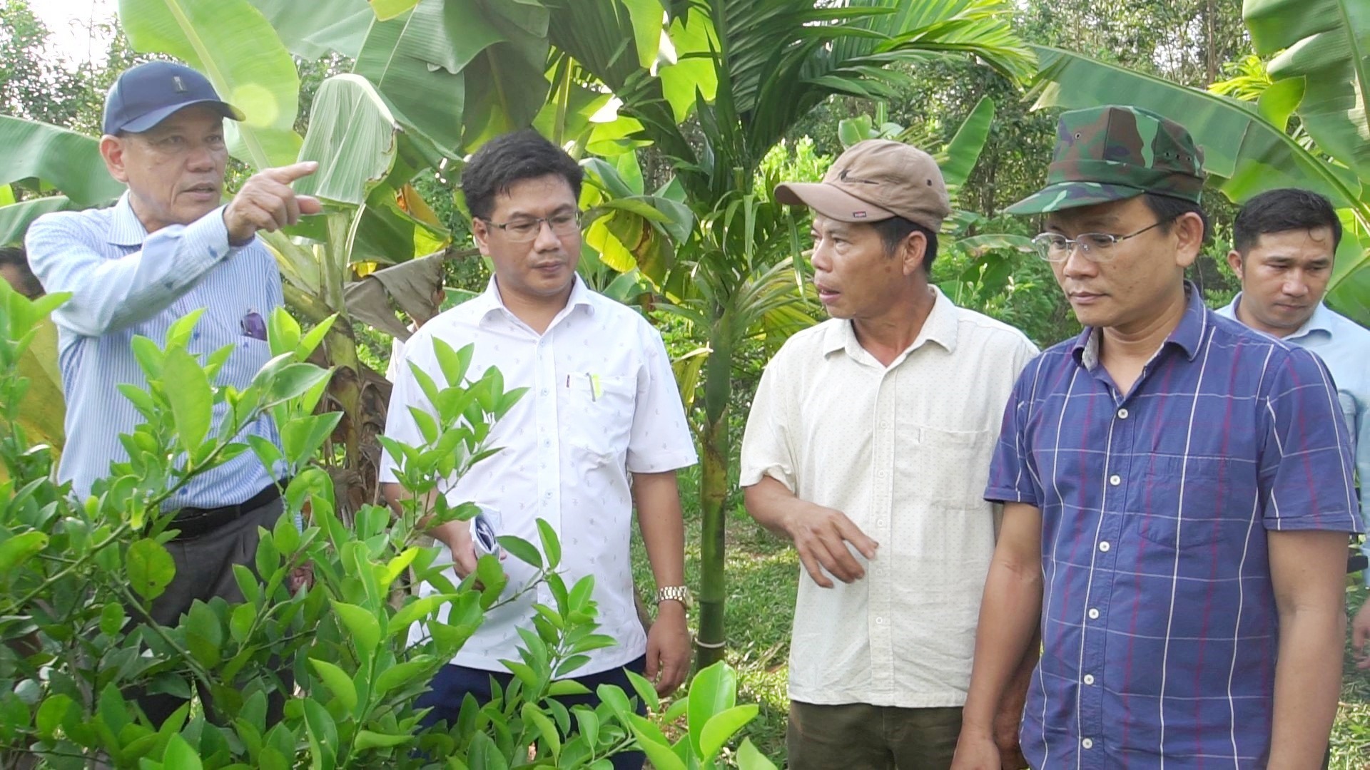 Khảo sát vườn của ông Phạm Hồng Sơn, thôn Đại Tráng, xã Tiên Hà, huyện Tiên Phước.