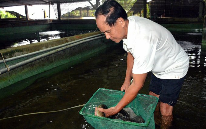 Ông Võ Văn Út đang kiểm tra cá chình thương phẩm ở trong bể xi măng. Ảnh: An Minh