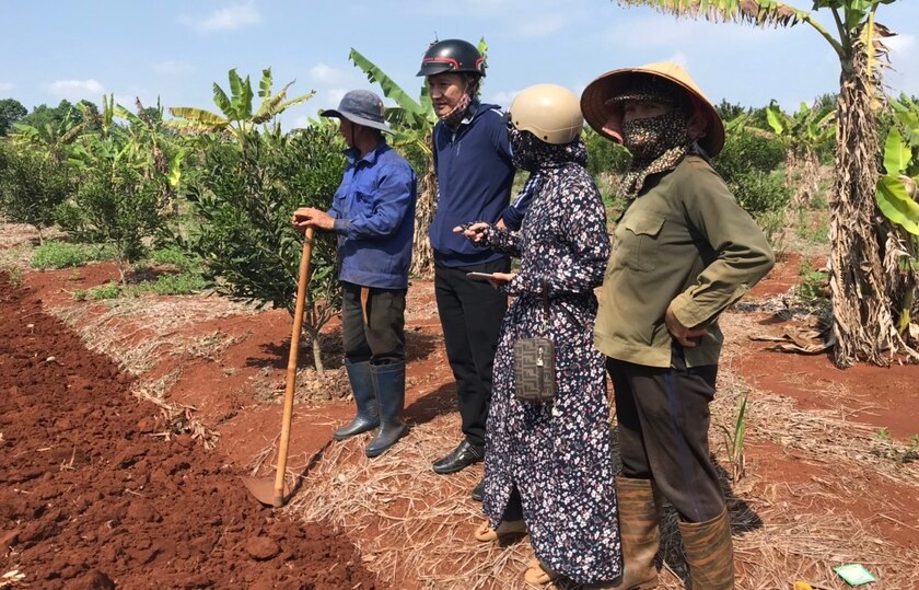 Kông Chro triển khai mô hình trồng khảo nghiệm cây vải và mắc ca  ảnh 1