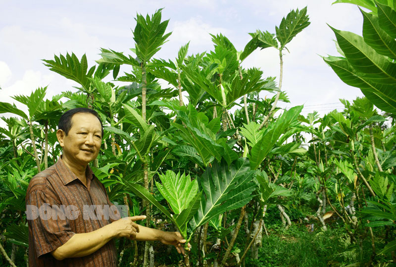 Ông Nguyễn Văn Phúc bên vườn sa kê được trồng từ năm 2005, chiết cành 3 vụ/năm.