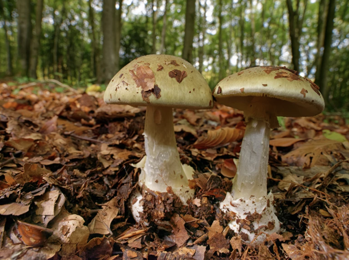 Nấm mũ tử thần Amanita phalloides độc nhất thế giới. Ảnh: NaturePL