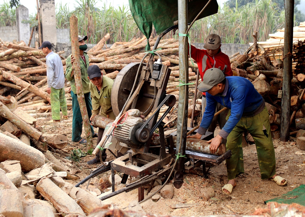 Chế biến gỗ thành ván bóc phục vụ xuất khẩu giúp người dân thị trấn Việt Quang (Bắc Quang) nâng cao thu nhập từ rừng.
