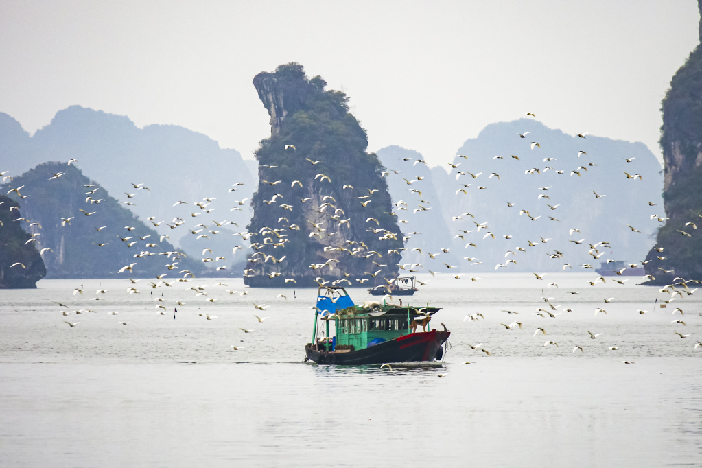 Màu xanh của trời, của biển, màu xám của núi đá và màu trắng của cánh cò tạo nên một bức tranh Vịnh Hạ Long đầy ấn tượng, đem lại cảm giác tĩnh lặng và nên thơ.