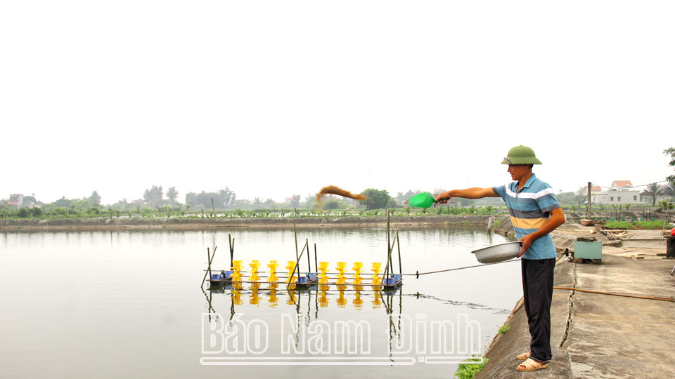 Gia đình ông Nguyễn Văn Dũng, xóm 6 phát triển mô hình nuôi tôm thẻ kết hợp với cá đối mục.
Bài và ảnh: Lam Hồng