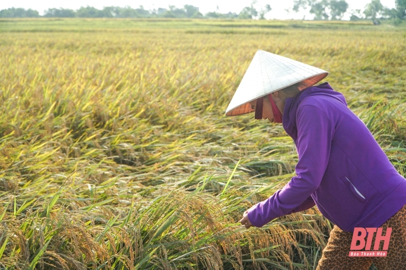 Nông dân Hợp Lý thu hoạch sớm diện tích lúa bị ngập