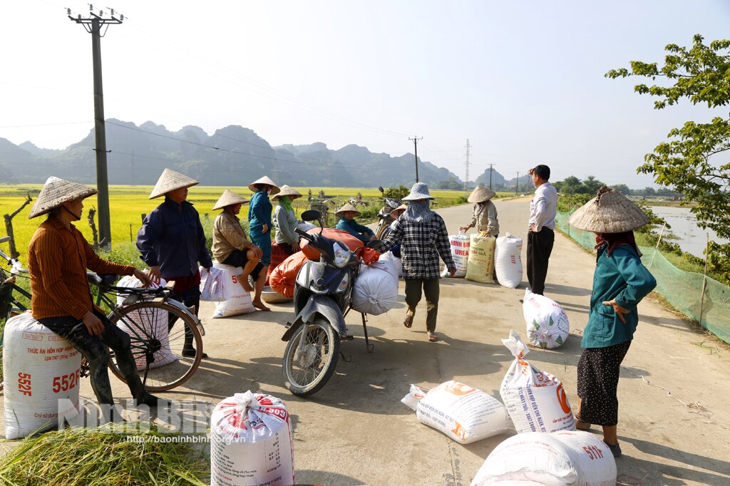 Nông dân huyện Nho Quan khẩn trương thu hoạch lúa ngoài đê