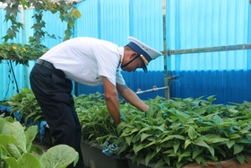 Màu xanh trên đảo Cô Lin