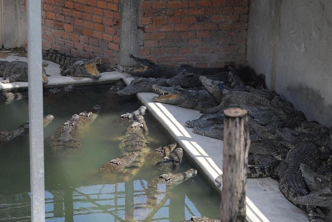 Cá sấu trong chuồng nhà ông Luan Nam ở Siem Reap, Campuchia, ngày 26/5. Ảnh: AFP