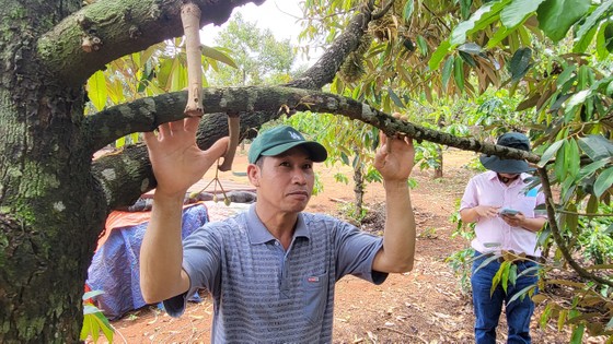 Sầu riêng rụng quả non, dân thất thu  ảnh 1