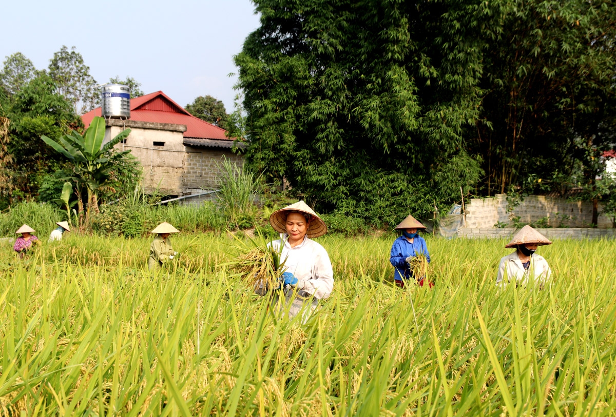 Vụ Xuân năm 2023, huyện Bắc Quang có 3.077 ha lúa, trong đó giống lúa lai chiếm 58,5% diện tích, còn lại là lúa thuần.
